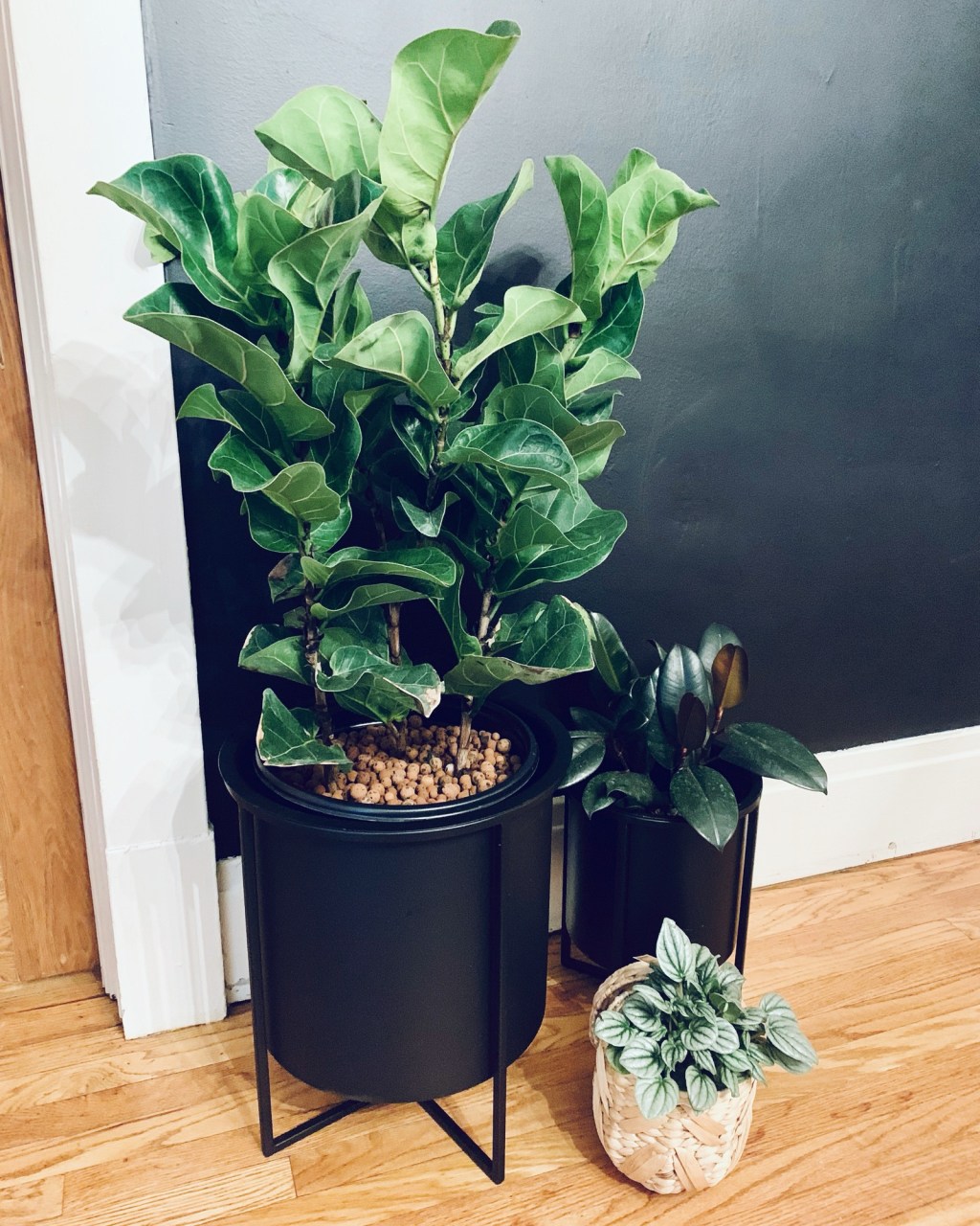 Did You Know This About… Living with&nbsp;Houseplants???